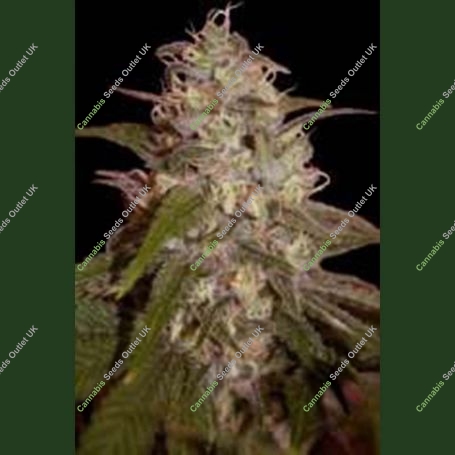 Orange Light Feminized Marijuana Strain by Seedmakers For Sale Online at Cannabis Seeds Outlet