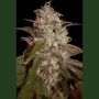 Orange Light Feminized Marijuana Strain by Seedmakers For Sale Online at Cannabis Seeds Outlet