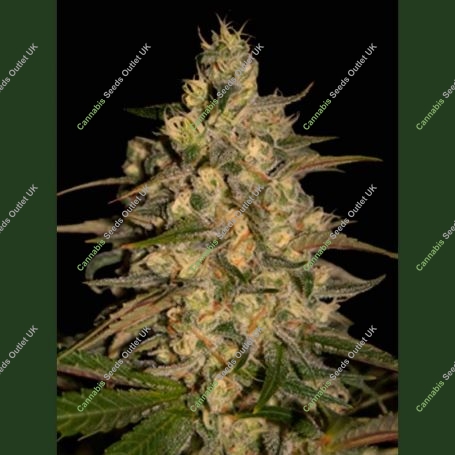 Silver Jack Feminized Marijuana Strain by Seedmakers For Sale Online at Cannabis Seeds Outlet