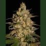 Silver Jack Feminized Marijuana Strain by Seedmakers For Sale Online at Cannabis Seeds Outlet