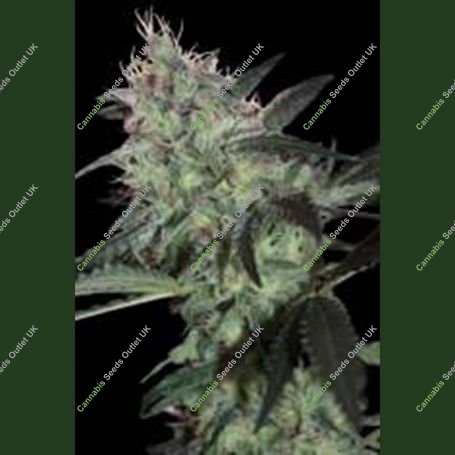 Super Diesel Feminized Marijuana Strain by Seedmakers For Sale Online at Cannabis Seeds Outlet