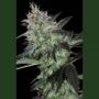 Super Diesel Feminized Marijuana Strain by Seedmakers For Sale Online at Cannabis Seeds Outlet
