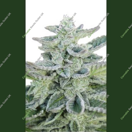 Superkush Feminized Marijuana Strain by Seedmakers For Sale Online at Cannabis Seeds Outlet