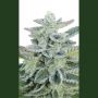 Superkush Feminized Marijuana Strain by Seedmakers For Sale Online at Cannabis Seeds Outlet