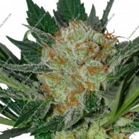 Widow Feminized Marijuana Strain by Seedmakers For Sale Online at Cannabis Seeds Outlet