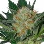 Widow Feminized Marijuana Strain by Seedmakers For Sale Online at Cannabis Seeds Outlet