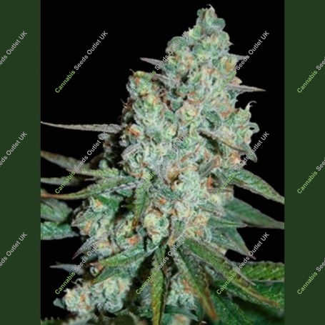 Wonder Skunk Feminized Marijuana Strain by Seedmakers For Sale Online at Cannabis Seeds Outlet