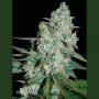 Wonder Skunk Feminized Marijuana Strain by Seedmakers For Sale Online at Cannabis Seeds Outlet
