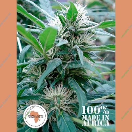 Apondo Mystic Regular Marijuana Strain by Seeds of Africa For Sale Online at Cannabis Seeds Outlet