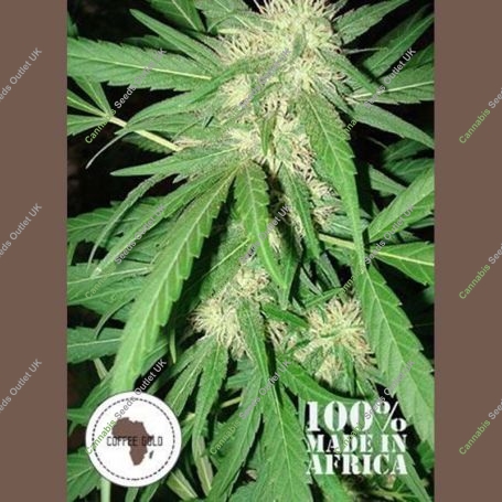 Coffee Gold Regular Marijuana Strain by Seeds of Africa For Sale Online at Cannabis Seeds Outlet
