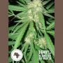 Coffee Gold Regular Marijuana Strain by Seeds of Africa For Sale Online at Cannabis Seeds Outlet