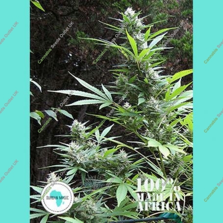 Durban Magic Regular Marijuana Strain by Seeds of Africa For Sale Online at Cannabis Seeds Outlet