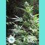 Durban Magic Regular Marijuana Strain by Seeds of Africa For Sale Online at Cannabis Seeds Outlet