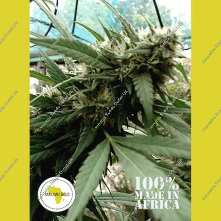 Malawi Gold Regular Marijuana Strain by Seeds of Africa For Sale Online at Cannabis Seeds Outlet