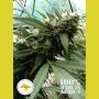 Malawi Gold Regular Marijuana Strain by Seeds of Africa For Sale Online at Cannabis Seeds Outlet