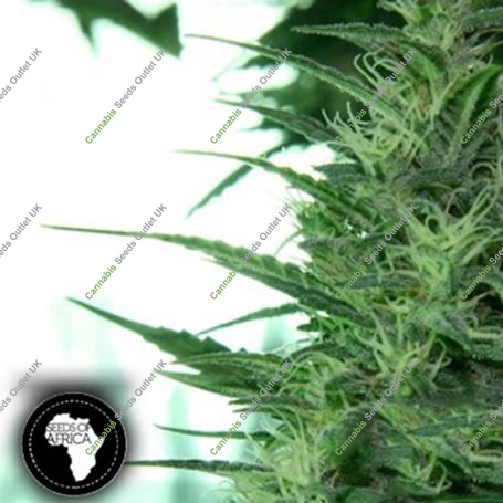 Misty Kei Regular Marijuana Strain by Seeds of Africa For Sale Online at Cannabis Seeds Outlet