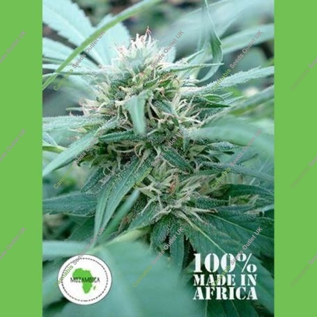 Mozambica Regular Marijuana Strain by Seeds of Africa For Sale Online at Cannabis Seeds Outlet