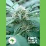 Mozambica Regular Marijuana Strain by Seeds of Africa For Sale Online at Cannabis Seeds Outlet