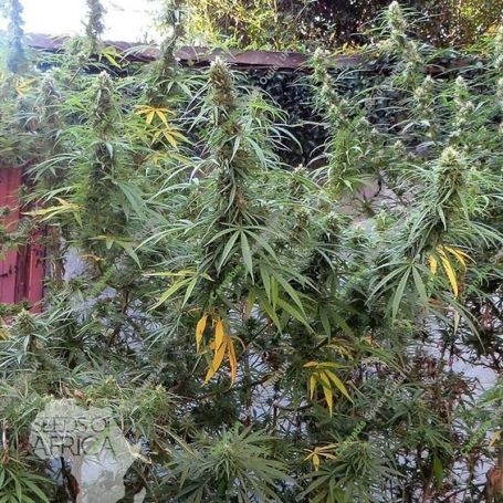 Sotho Heights Regular Marijuana Strain by Seeds of Africa For Sale Online at Cannabis Seeds Outlet