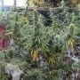 Sotho Heights Regular Marijuana Strain by Seeds of Africa For Sale Online at Cannabis Seeds Outlet