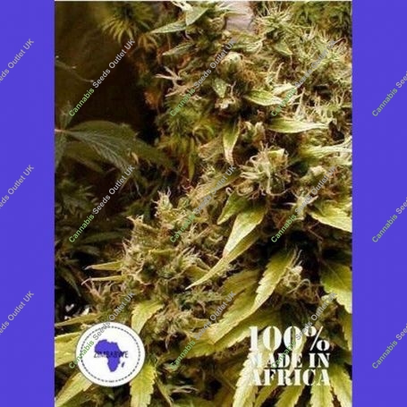 Zim-Licious Regular Marijuana Strain by Seeds of Africa For Sale Online at Cannabis Seeds Outlet