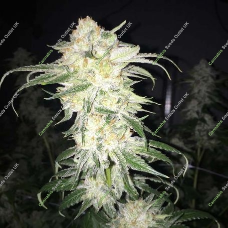 Afghan Kush Feminized Marijuana Strain by Seedsman For Sale Online at Cannabis Seeds Outlet