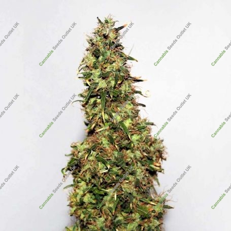 Afghani No.1 Regular Marijuana Strain by Seedsman For Sale Online at Cannabis Seeds Outlet