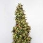 Afghani No.1 Regular Marijuana Strain by Seedsman For Sale Online at Cannabis Seeds Outlet