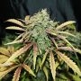Amnesia Auto Feminized Marijuana Strain by Seedsman For Sale Online at Cannabis Seeds Outlet