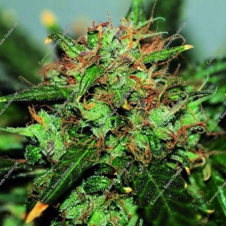 Ata Tundra Regular Marijuana Strain by Seedsman For Sale Online at Cannabis Seeds Outlet