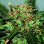 Ata Tundra Regular Marijuana Strain by Seedsman For Sale Online at Cannabis Seeds Outlet