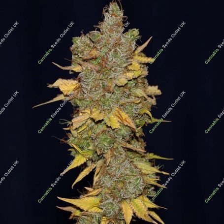 Badazz Cookies OG Feminized Marijuana Strain by Seedsman For Sale Online at Cannabis Seeds Outlet
