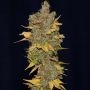 Badazz Cookies OG Feminized Marijuana Strain by Seedsman For Sale Online at Cannabis Seeds Outlet