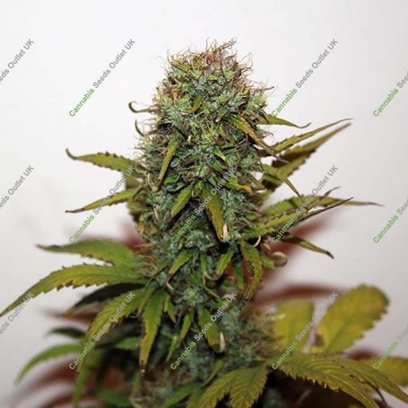 Blue Auto Feminized Marijuana Strain by Seedsman For Sale Online at Cannabis Seeds Outlet