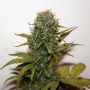 Blue Auto Feminized Marijuana Strain by Seedsman For Sale Online at Cannabis Seeds Outlet