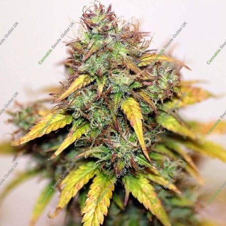 Kush Automatic Feminized Marijuana Strain by Seedsman For Sale Online at Cannabis Seeds Outlet