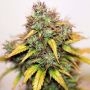 Kush Automatic Feminized Marijuana Strain by Seedsman For Sale Online at Cannabis Seeds Outlet