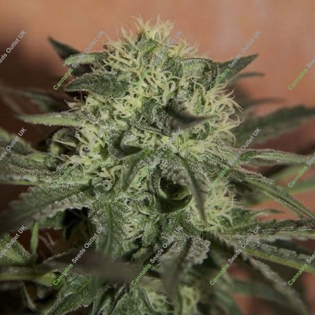 Lemon Auto Feminized Marijuana Strain by Seedsman For Sale Online at Cannabis Seeds Outlet
