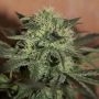 Lemon Auto Feminized Marijuana Strain by Seedsman For Sale Online at Cannabis Seeds Outlet
