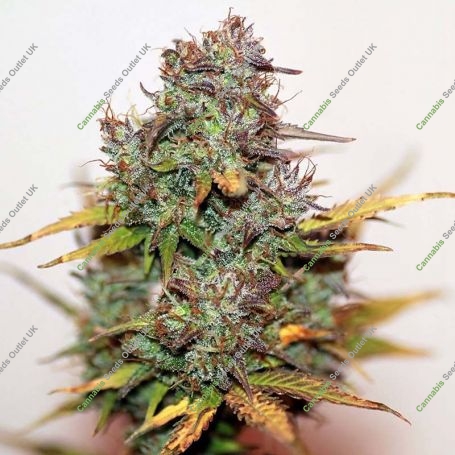Mini Gun Auto Feminized Marijuana Strain by Seedsman For Sale Online at Cannabis Seeds Outlet