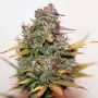Mini Gun Auto Feminized Marijuana Strain by Seedsman For Sale Online at Cannabis Seeds Outlet