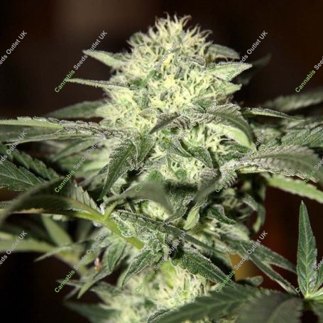 Moscow Auto Feminized Marijuana Strain by Seedsman For Sale Online at Cannabis Seeds Outlet