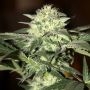Moscow Auto Feminized Marijuana Strain by Seedsman For Sale Online at Cannabis Seeds Outlet