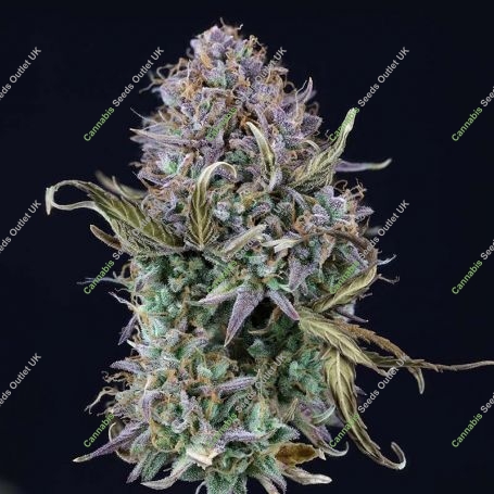 OG Kush Auto Feminized Marijuana Strain by Seedsman For Sale Online at Cannabis Seeds Outlet