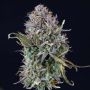 OG Kush Auto Feminized Marijuana Strain by Seedsman For Sale Online at Cannabis Seeds Outlet