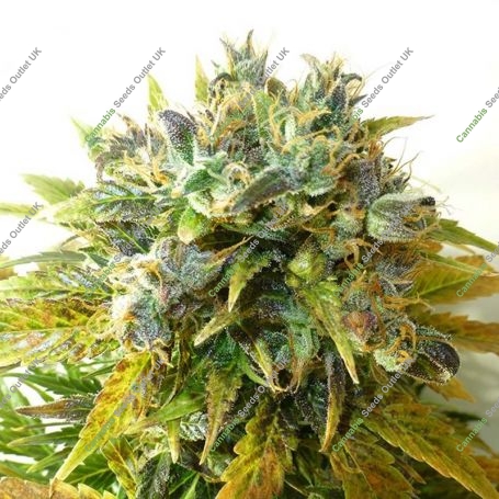 Onyx Auto Feminized Marijuana Strain by Seedsman For Sale Online at Cannabis Seeds Outlet