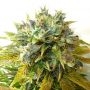 Onyx Auto Feminized Marijuana Strain by Seedsman For Sale Online at Cannabis Seeds Outlet