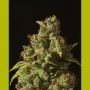 Rolex OG Kush Auto Feminized Marijuana Strain by Seedsman For Sale Online at Cannabis Seeds Outlet