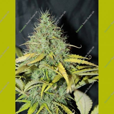 Skunk No.1 Auto Feminized Marijuana Strain by Seedsman For Sale Online at Cannabis Seeds Outlet