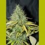 Skunk No.1 Auto Feminized Marijuana Strain by Seedsman For Sale Online at Cannabis Seeds Outlet